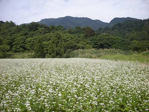 山間地のソバ畑(高柳小学校の近く)