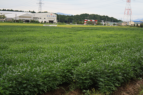 平地に広がる豆batake(二田小学校の近く)