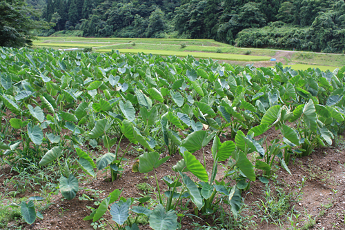 どだれいも畑(鯖石小学校の近く)