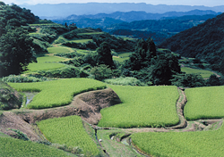 棚田