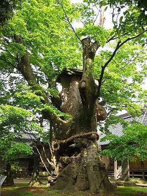 鵜川神社の大ケヤキ